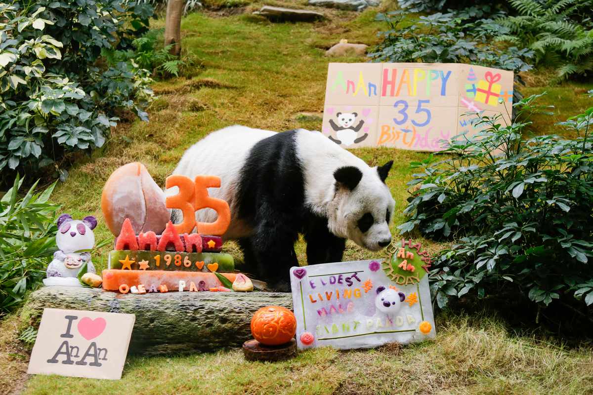 Giant panda, An An, celebrates 35th birthday at Hong Kong's Ocean Park