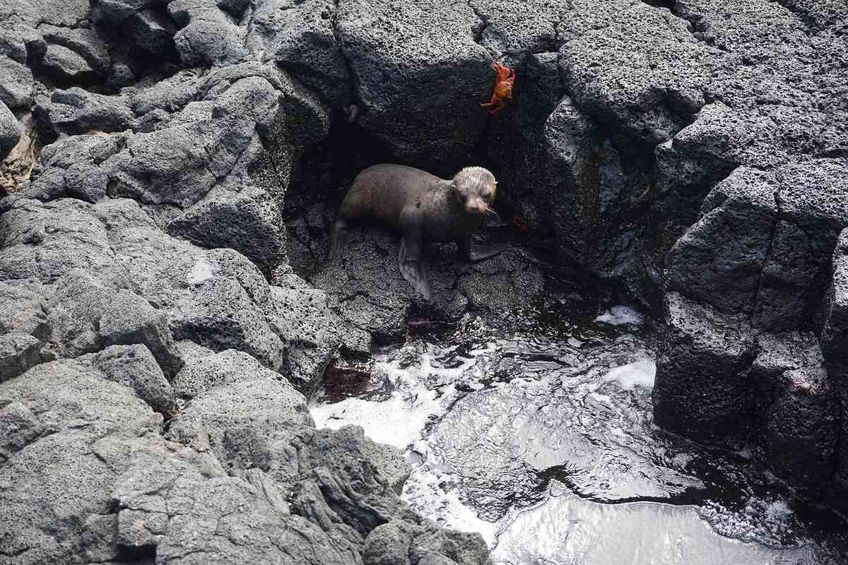 A baby sea lion on rocks in the Galapagos