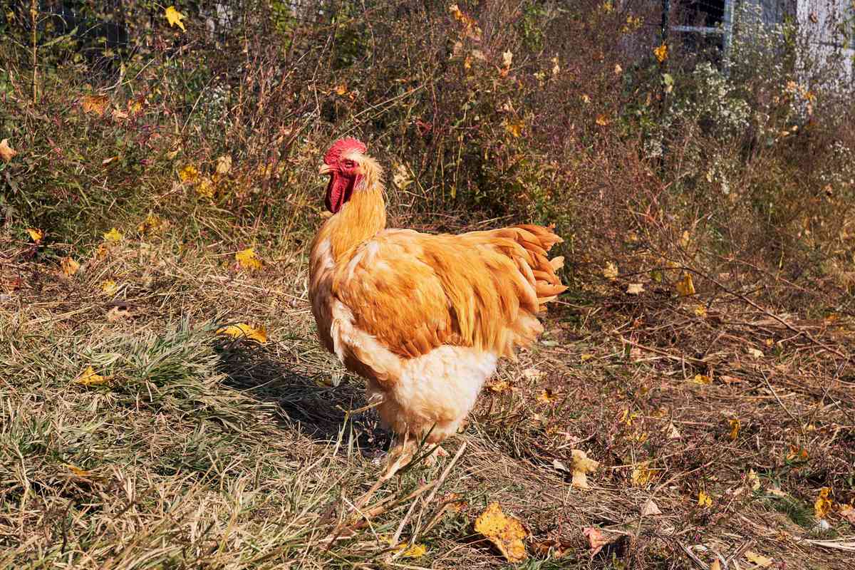 A golden brown rooster with red comb standing on dry grass at a farm in West Virginia