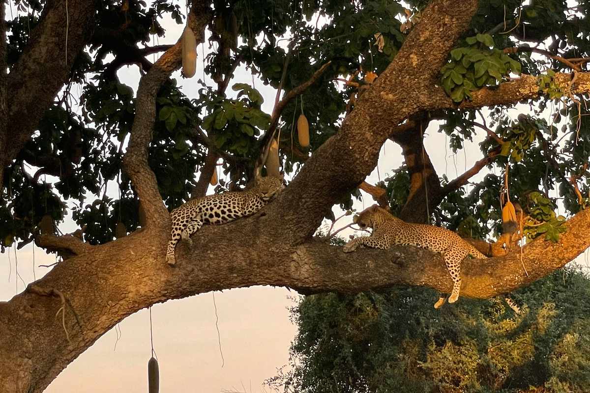 multiple cheetahs sleeping in large tree in Zambia