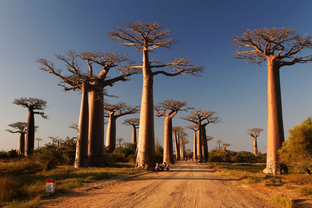 View of dirt track called Baobab alley or Baobab avenue along with its about dozens of trees.