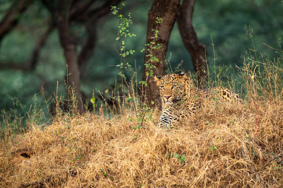 Wild male leopard or panther portrait at jhalana forest reserve jaipur rajasthan india - panthera pardus fusca