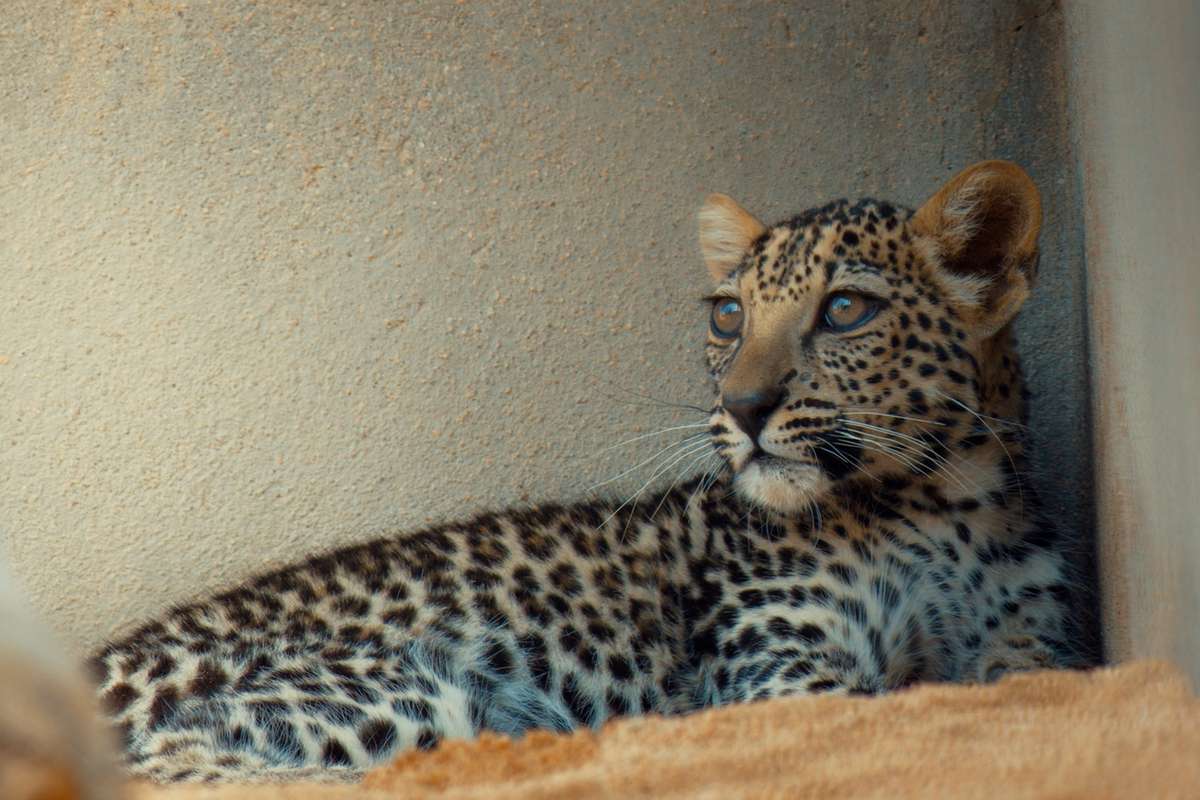 The Arabian Leopard Baby Cub (5 mos)