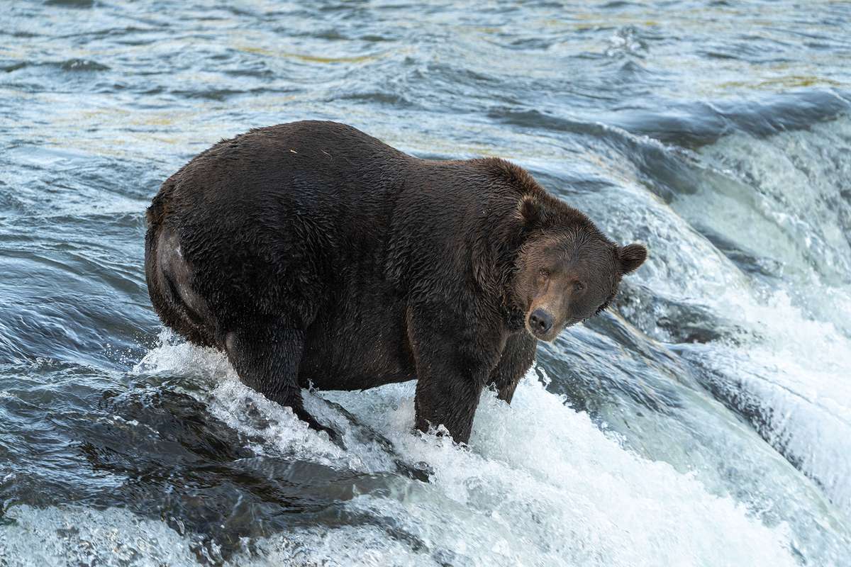 Walker is a large adult male at Katmai National Park and Preserve
