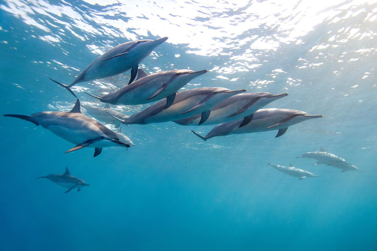 Pod of wild Spinner Dolphins off the Big Island in Hawaii