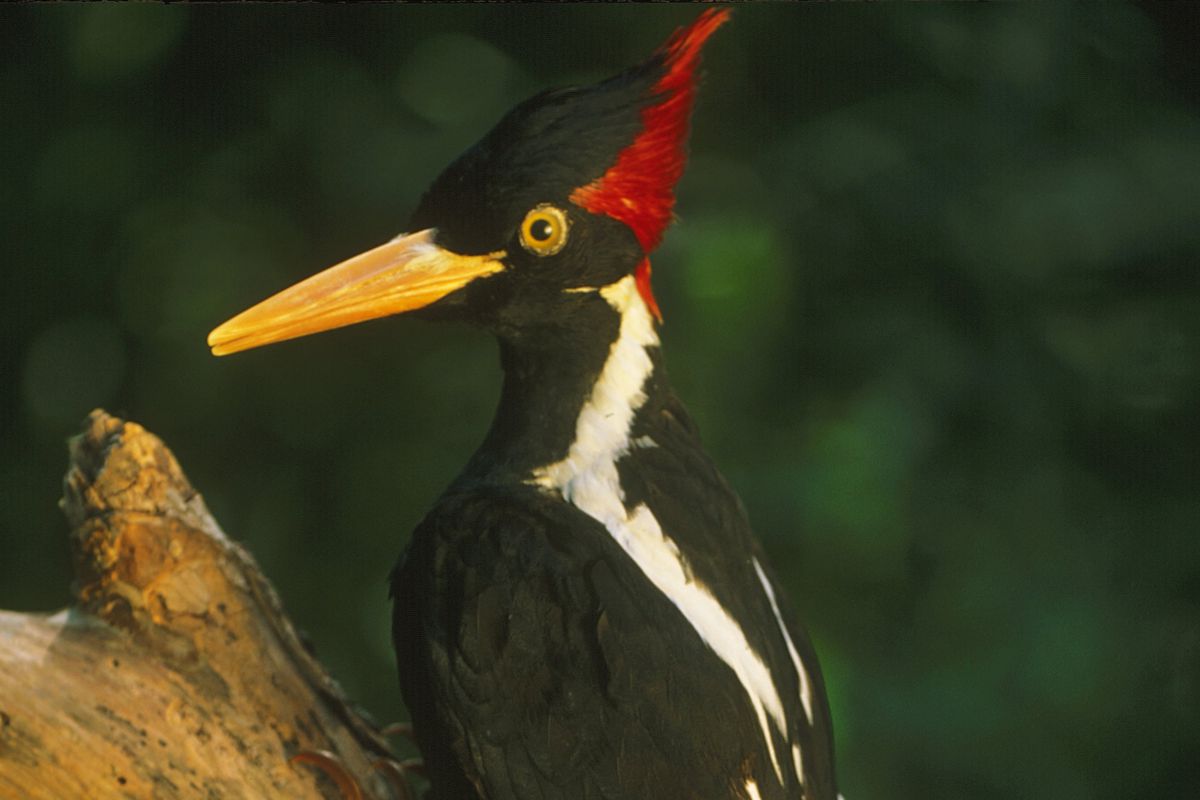 An Ivory-billed woodpecker last sighted in the 1980s, Louisiana, USA