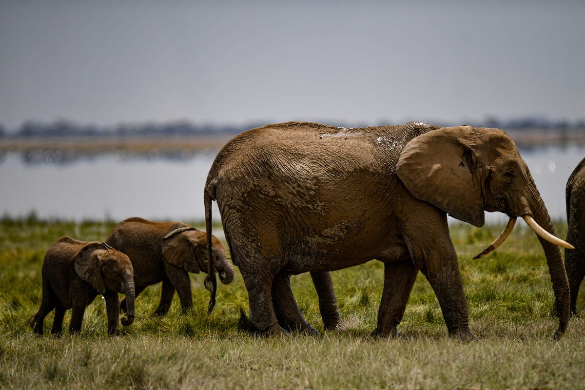 Elephants in Kenya for Amboseli Tembo Naming Project in Kenya