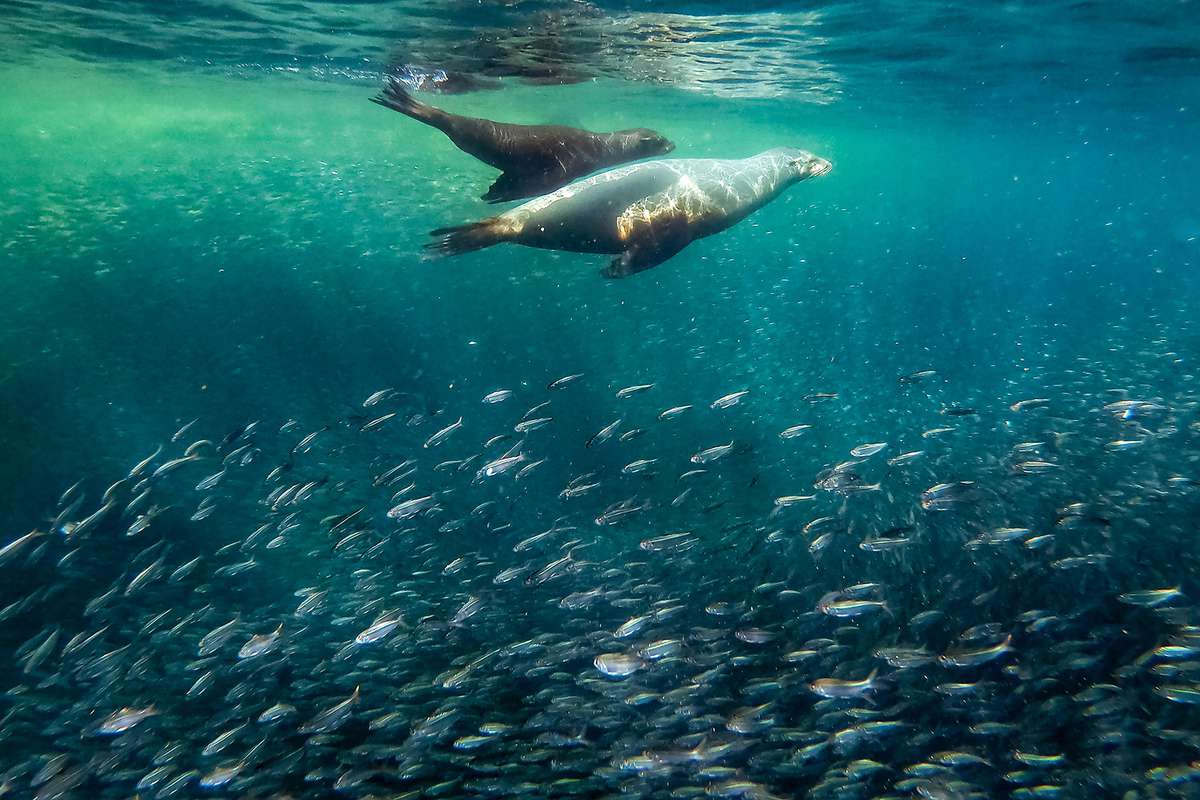 Sea lions swim amongst the colourful fish, Baja California
