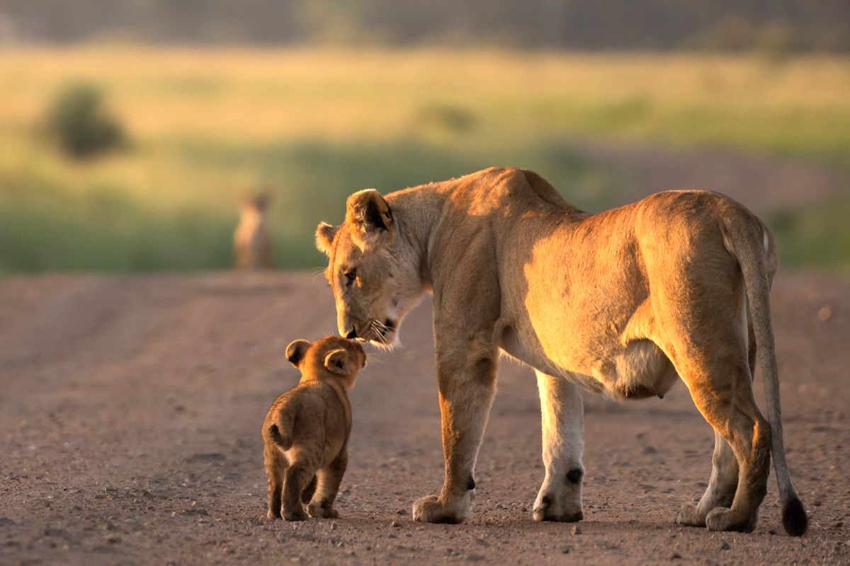 A lioness and cub seen in the wild