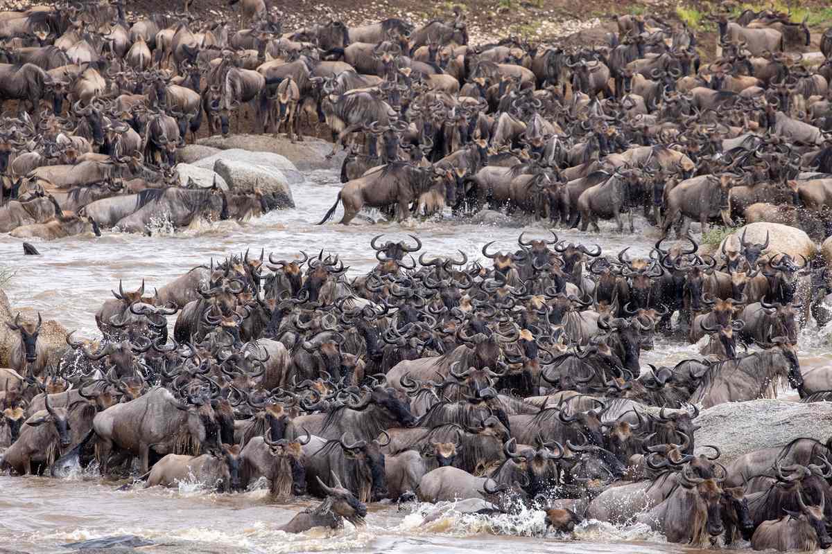 The great migration in the northern Serengeti, Tanzania