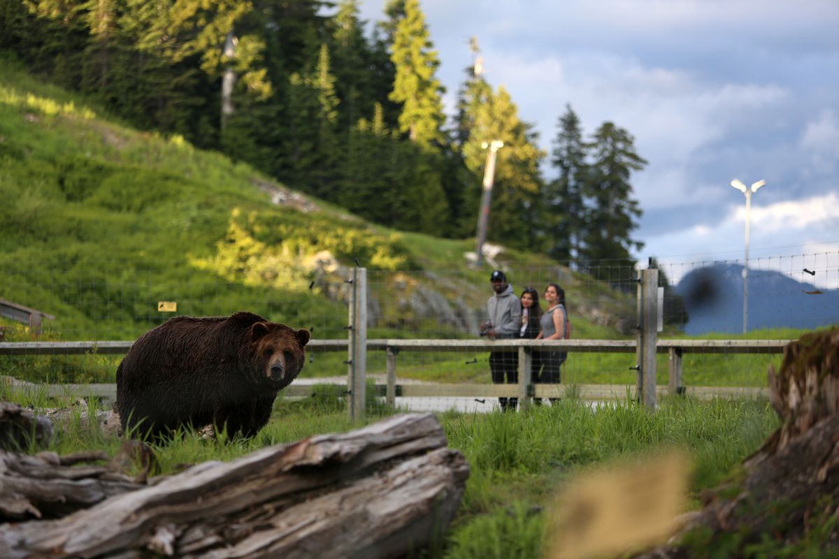 Grizzly bears, Grinder and Coola are seen at their habitat at the Grouse Mountain in Vancouver, British Columbia, Canada on June 12, 2020