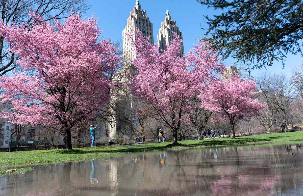 People walk under Japanese Cherry Blossom trees blooming near the Jacqueline Kennedy Onassis Reservoir in Central Park with a view of the El Dorado towers in the background on March 29, 2021 in New York City.