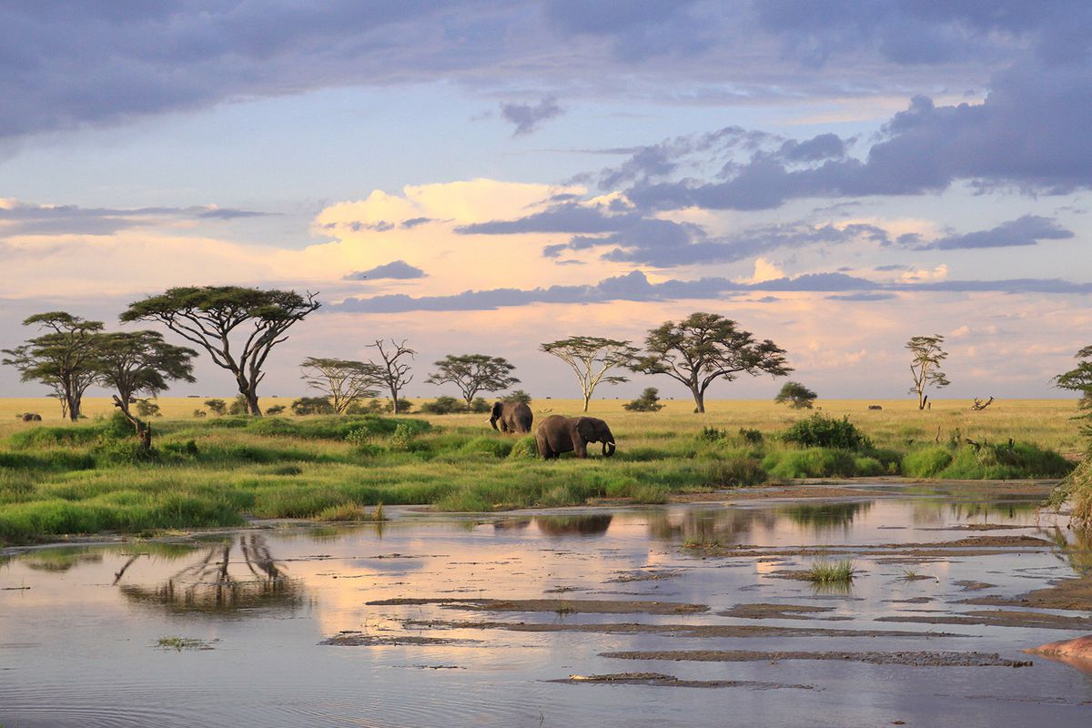 Late afternoon clouds, water reflections, acacias and wild elephants - Tanzania.