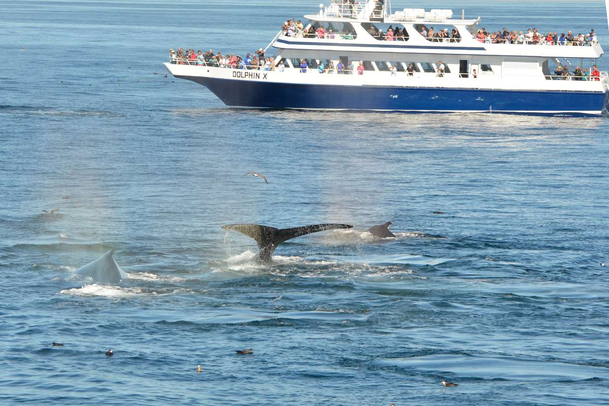 Humpback whale in Boston - New England - USA