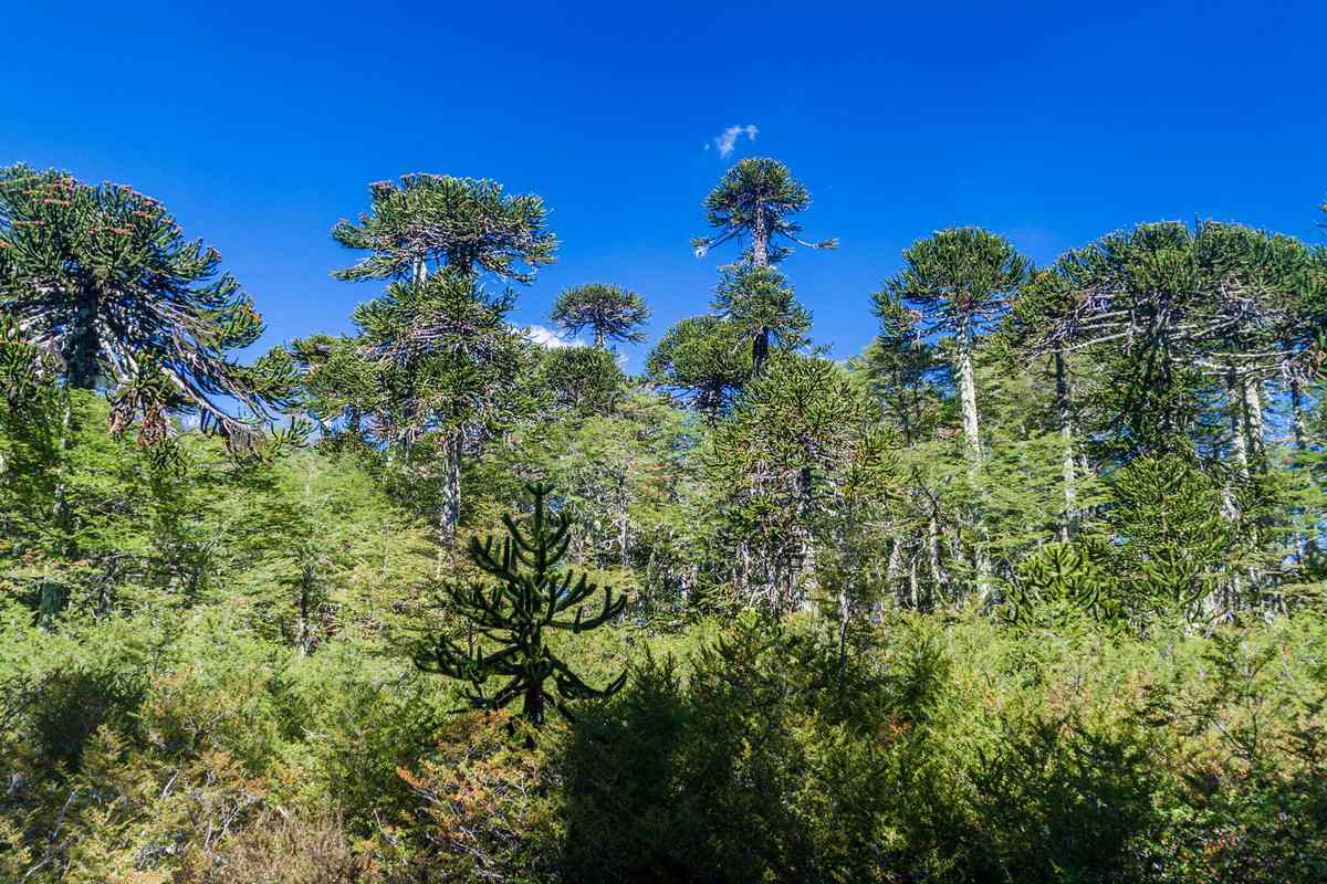 Araucaria forest in National Park Herquehue, Chile