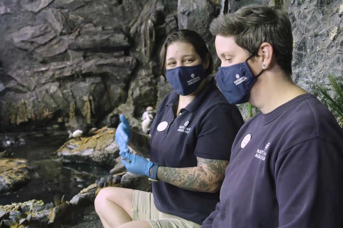Walk With T+L, National Aquarium episode, two staff members in puffins exhibit