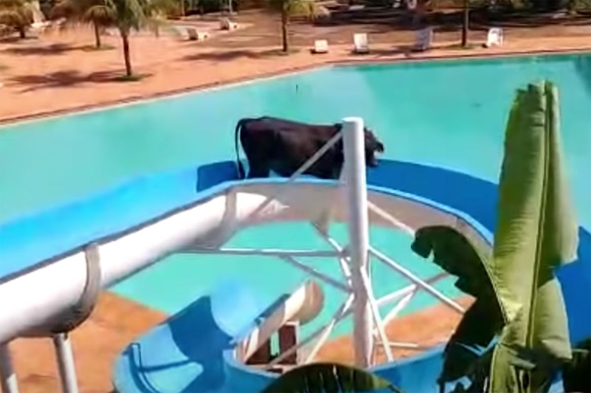 A cow is stuck on a waterslide