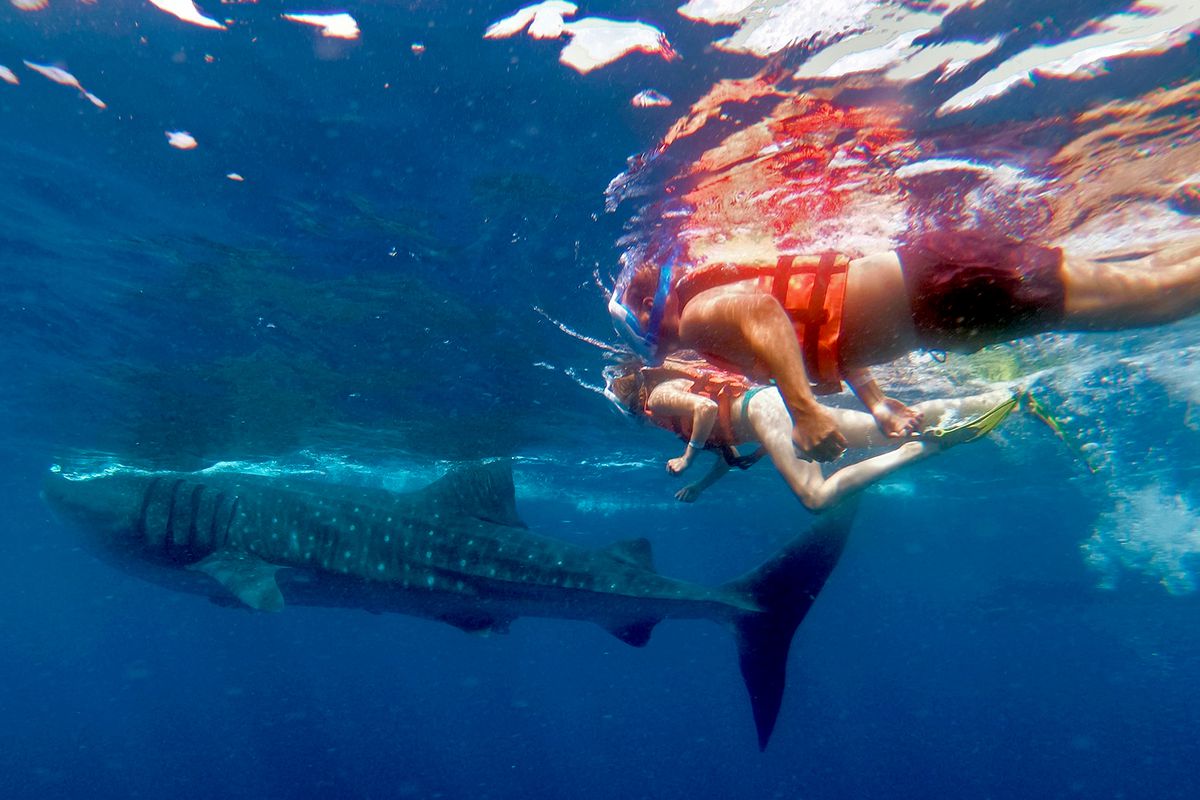 Diving with Whale Sharks in Mexico