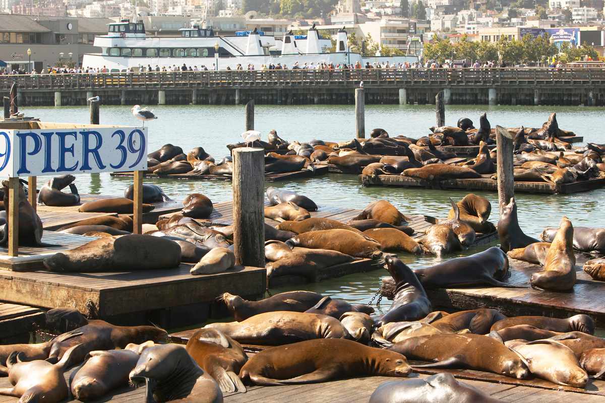 Sea lions lying on pier 39 in San Francisco