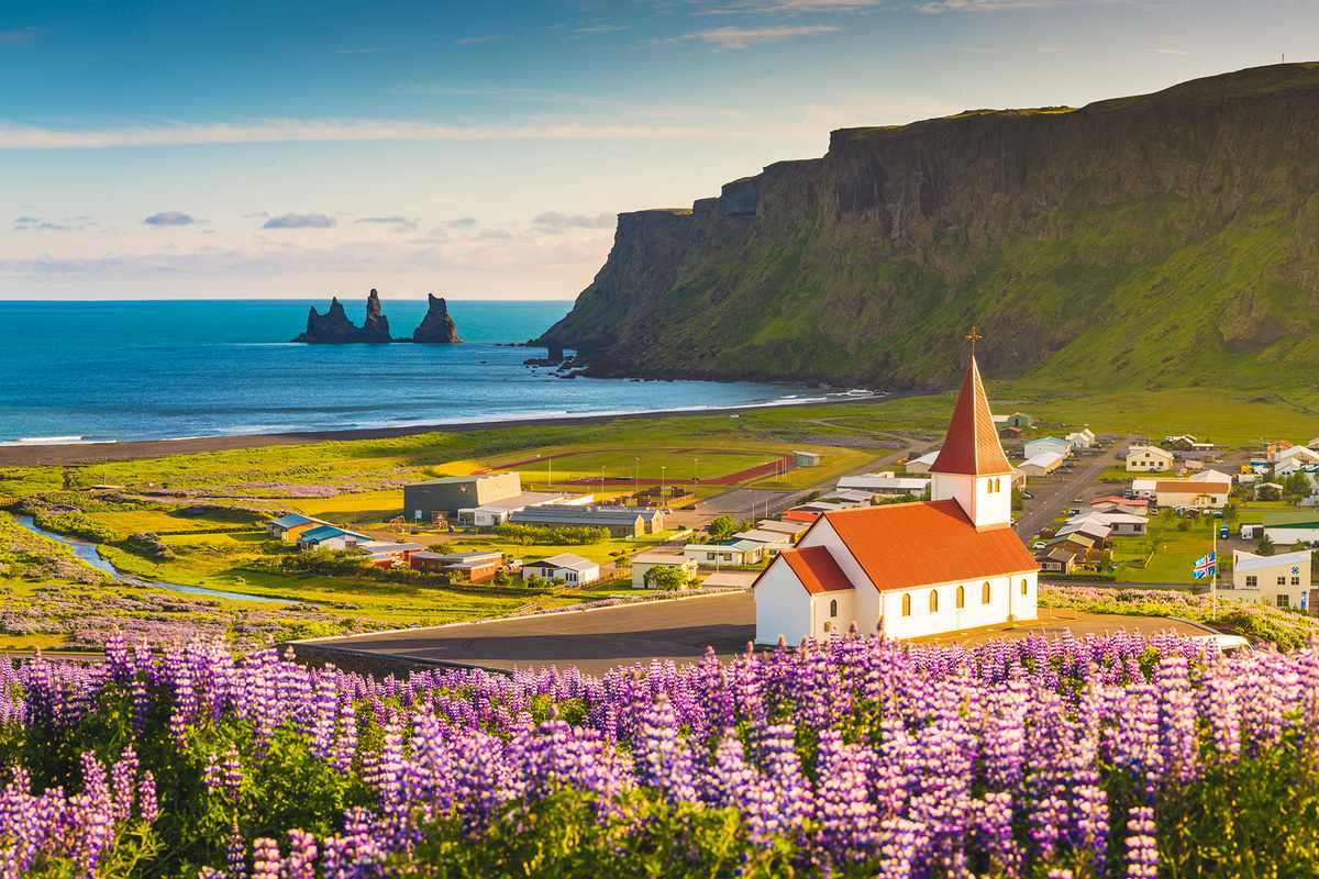 Lupins in bloom at the village of Vik, Iceland