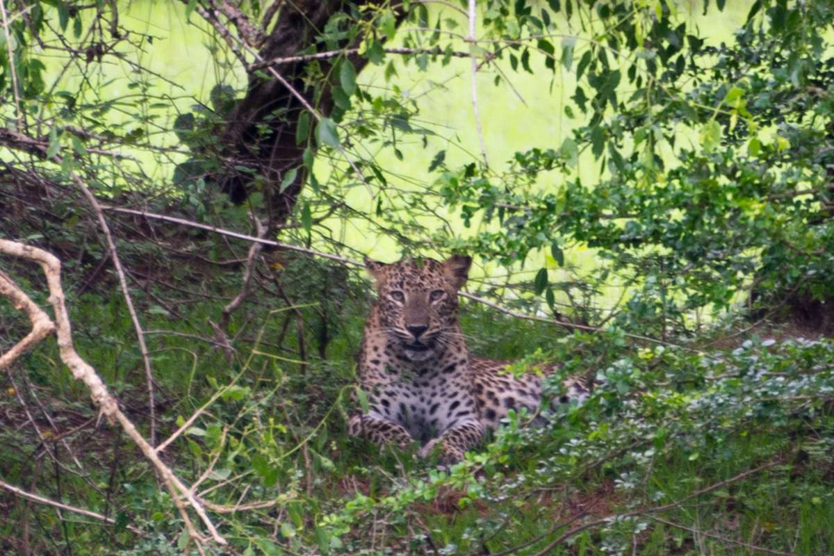 A Leopard in Yala National Park, Sri Lanka