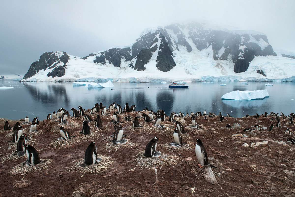Penguins on a cliff in Danco Island, Errera Channel, Graham Land, Antarctic Peninsula, Antarctica