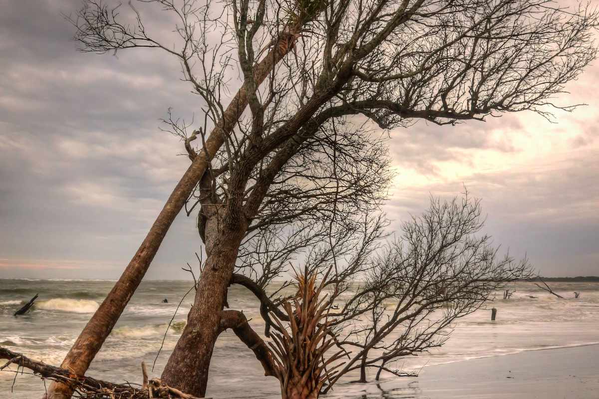 Trees uprooted by Coastal Erosion, Dewees Island, South Carolina