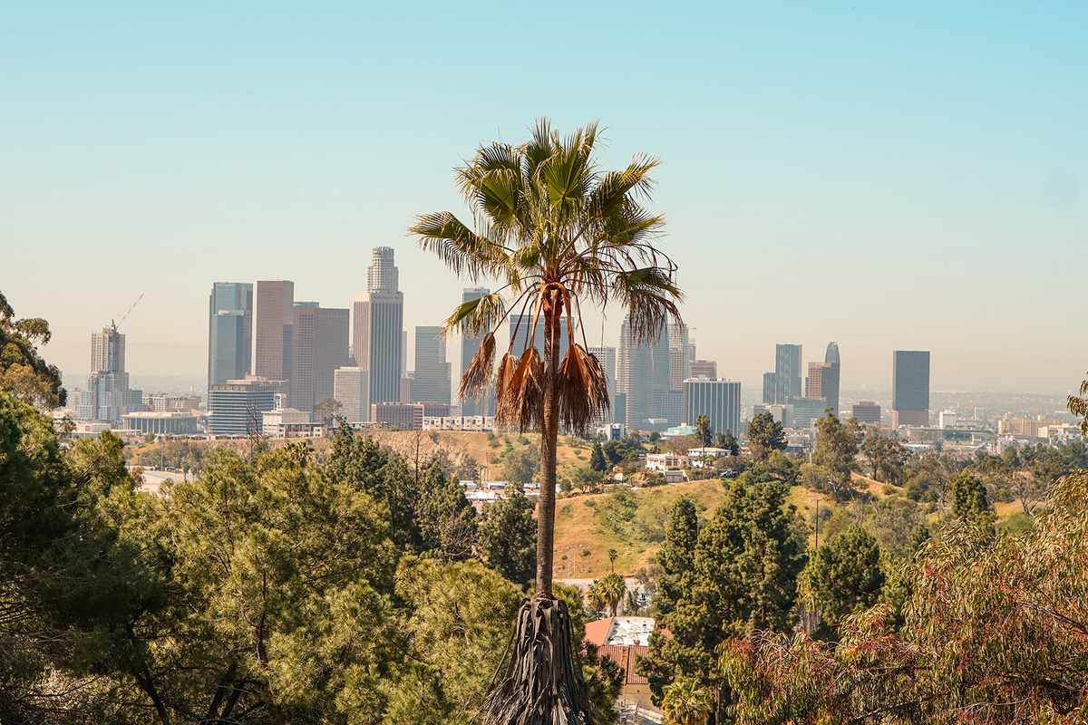 Trees And Plants Growing In LA Against Clear Sky