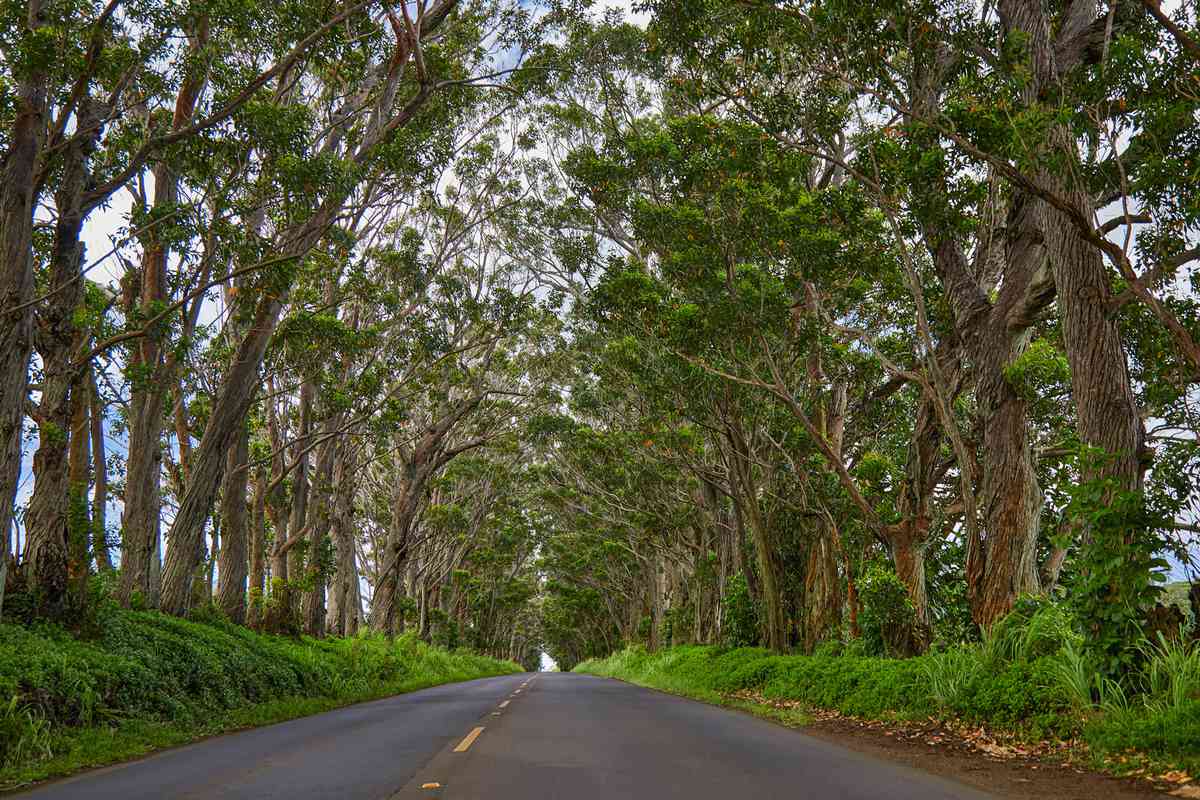 The Eucalyptus Tree Tunnel on Maluhia Road towards the town of Old Koloa, Kauai, Hawaii