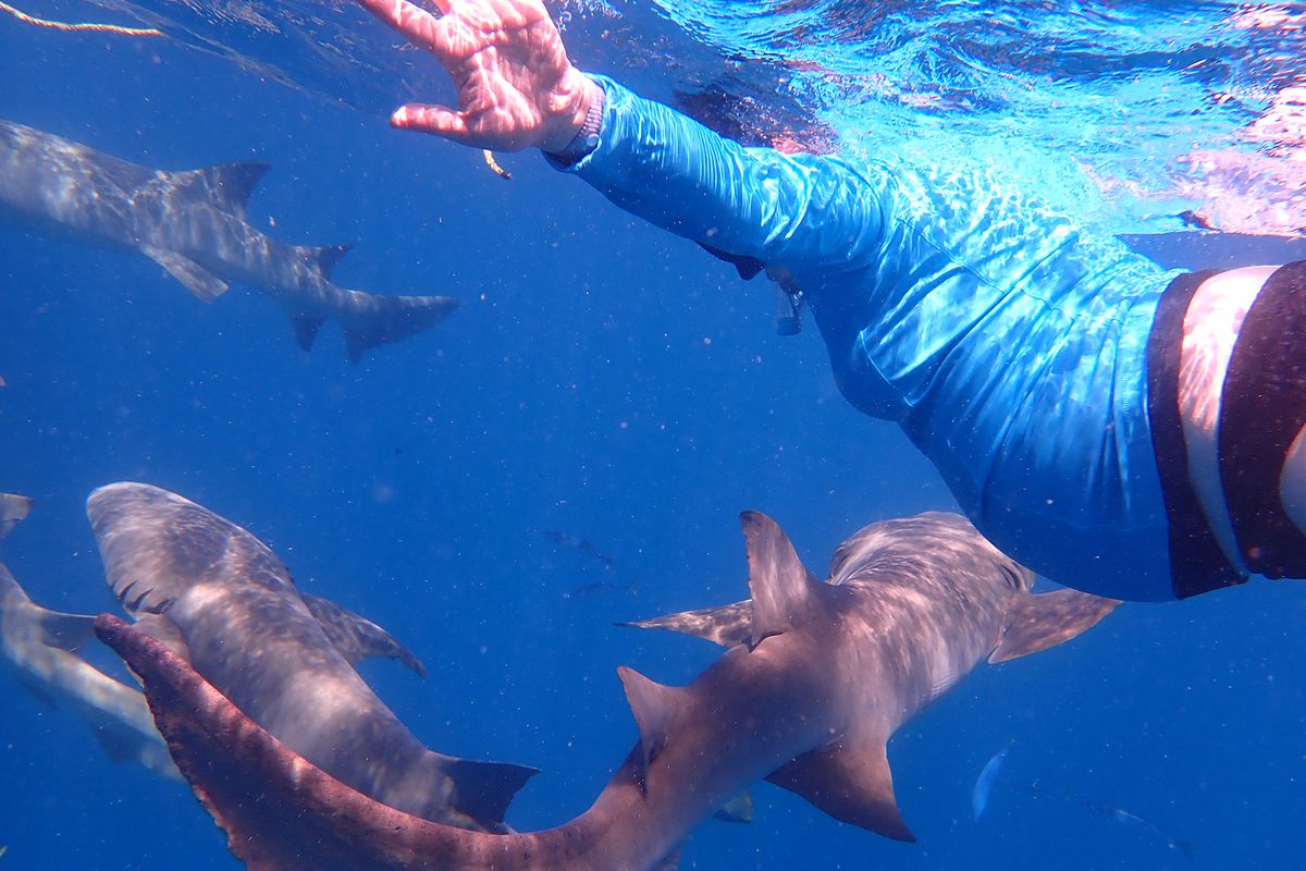 Devorah Lev-Tov swimming with sharks