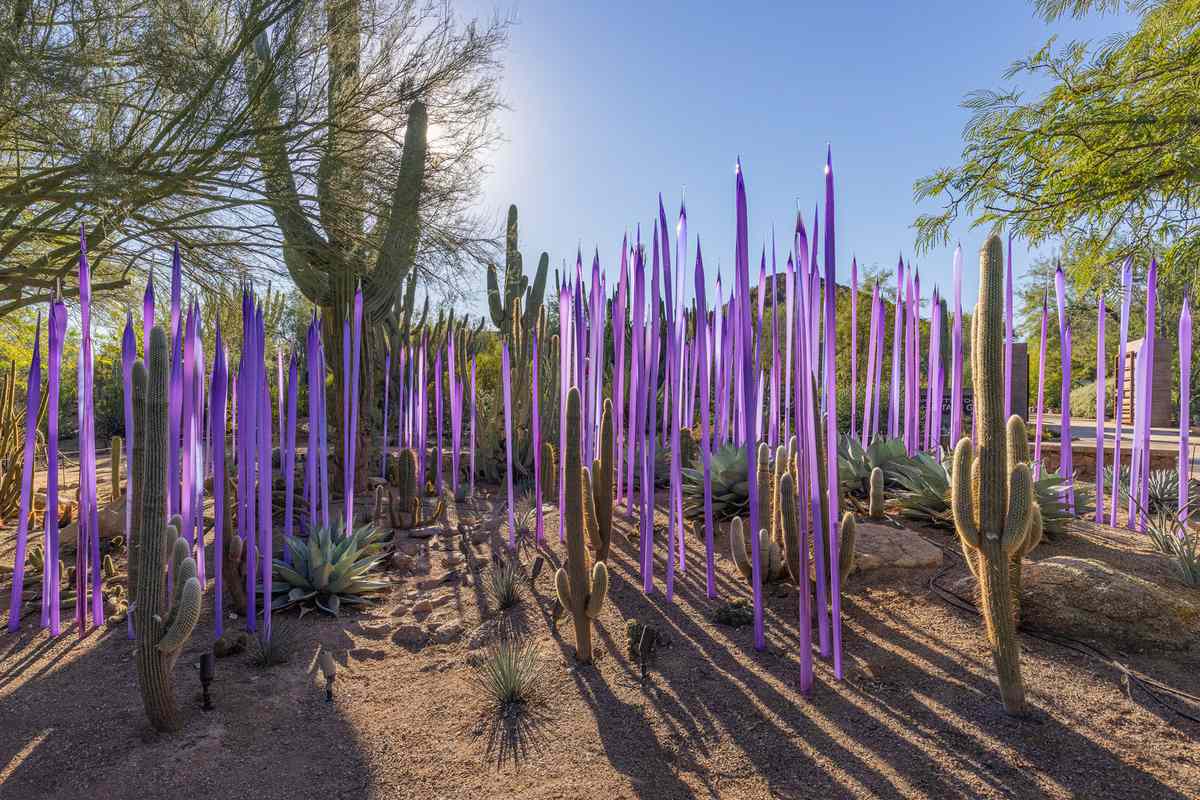Dale Chihuly Neodymium Reeds, 2021 Desert Botanical Garden, Phoenix