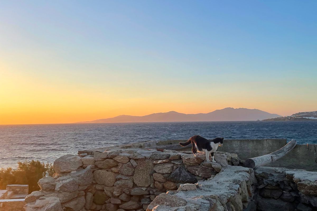 A cat climbing over stone walls in Mykonos during a sunset