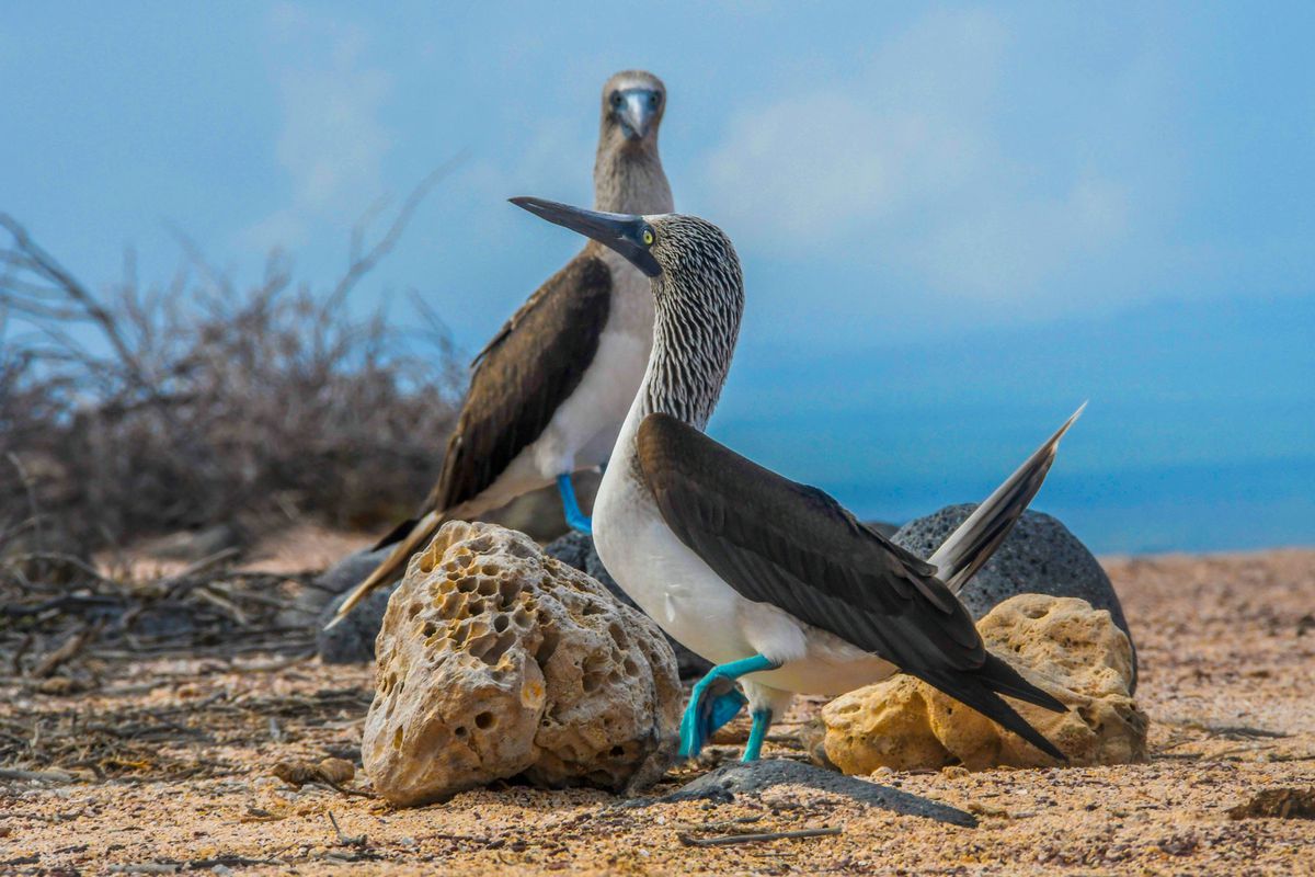 Blue Footed Booby birds in the Galapagos