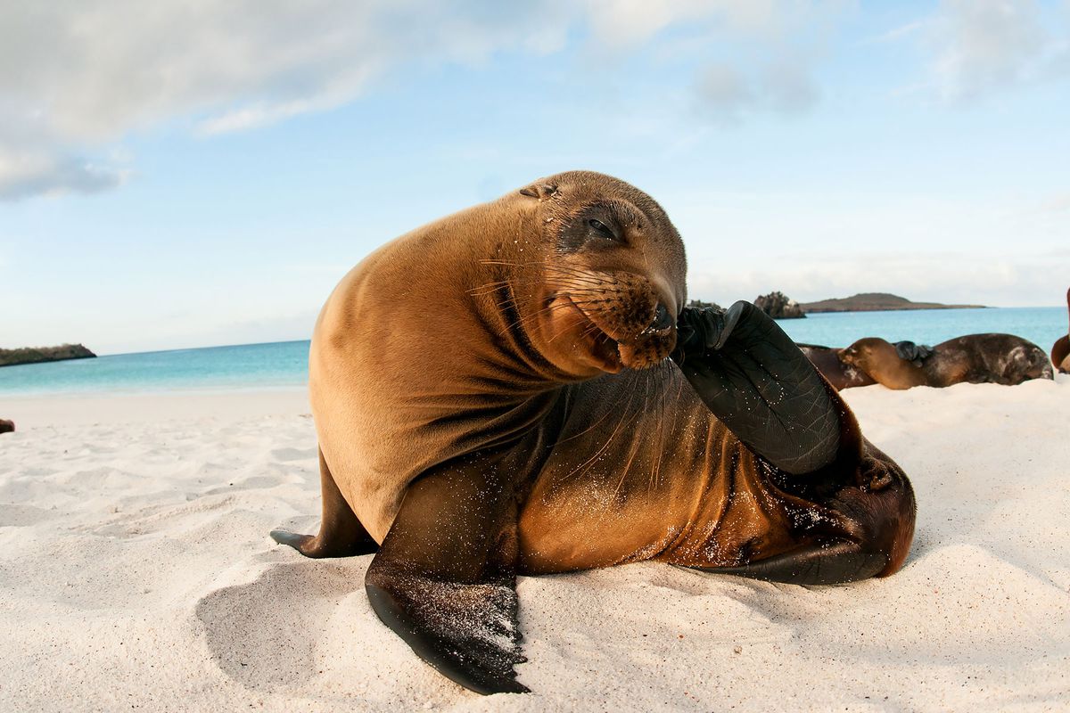 Close up of sea lion on the beach in the Galapagos