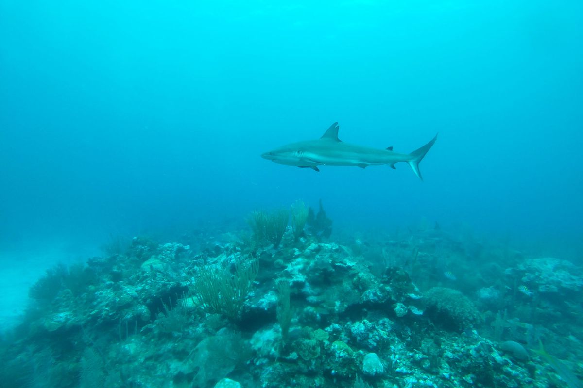 Shark swims below the surface in Belize