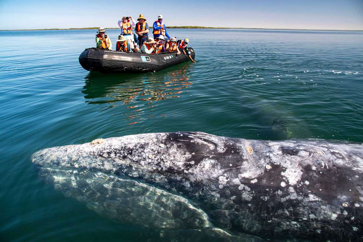 Whale watchers on a zodiac, and a grey whale, in Magdalena Bay