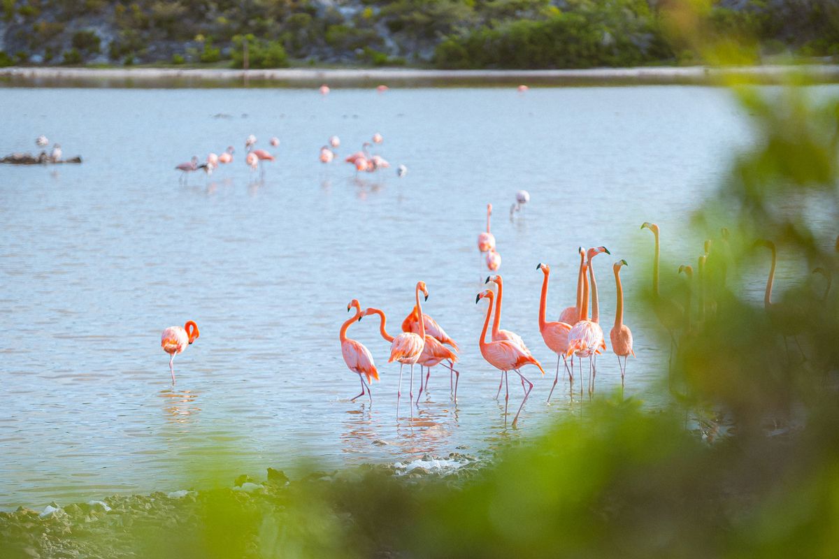 Flamingos standing in water in Providenciales, Turks and Caicos Islands