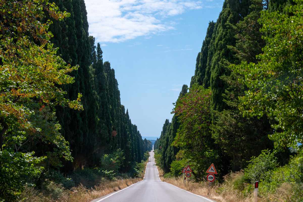 Road To Bolgheri - Bolgheri, Italy