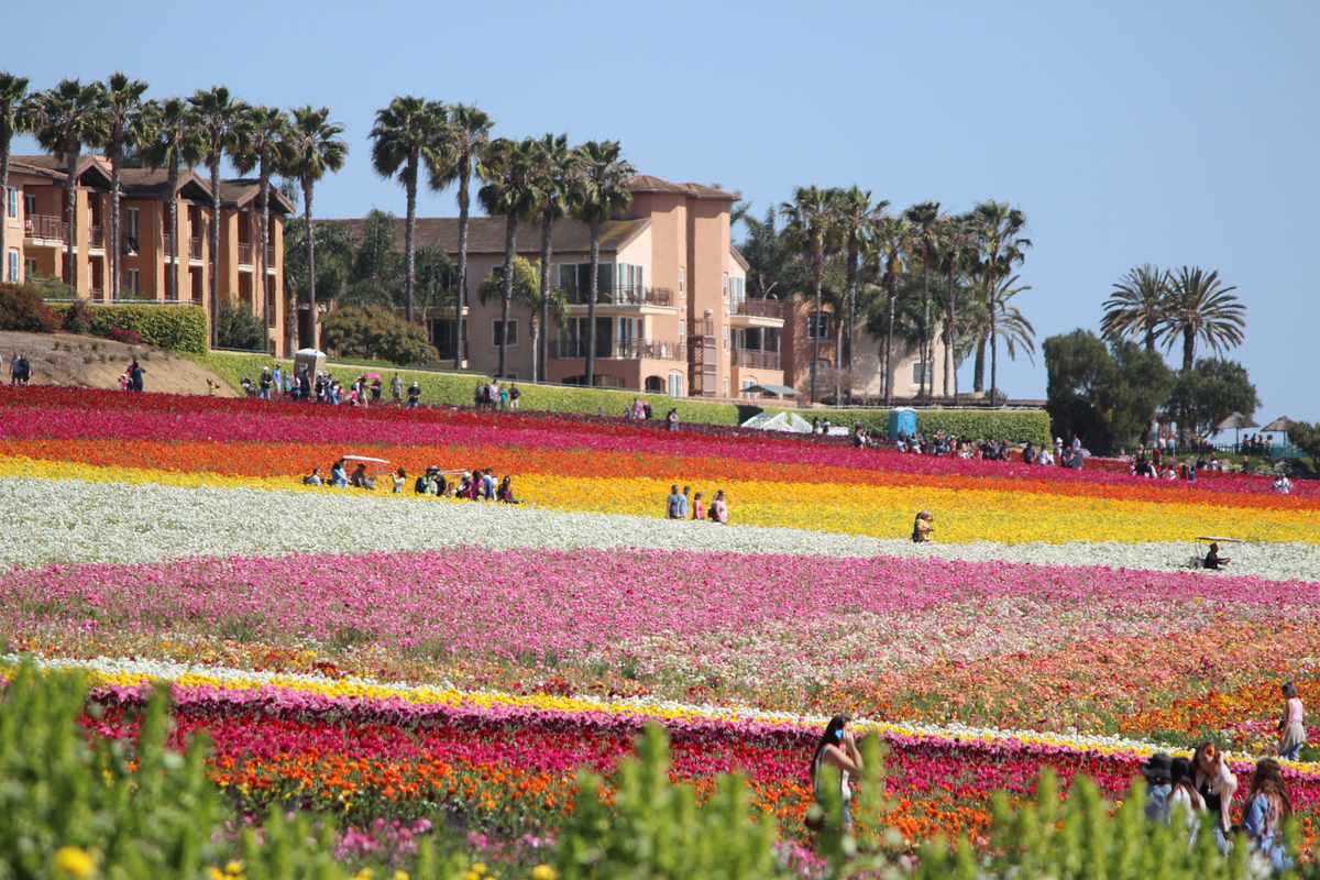 Visitors walk through fields of spring flowers in full bloom in Carlsbad, California