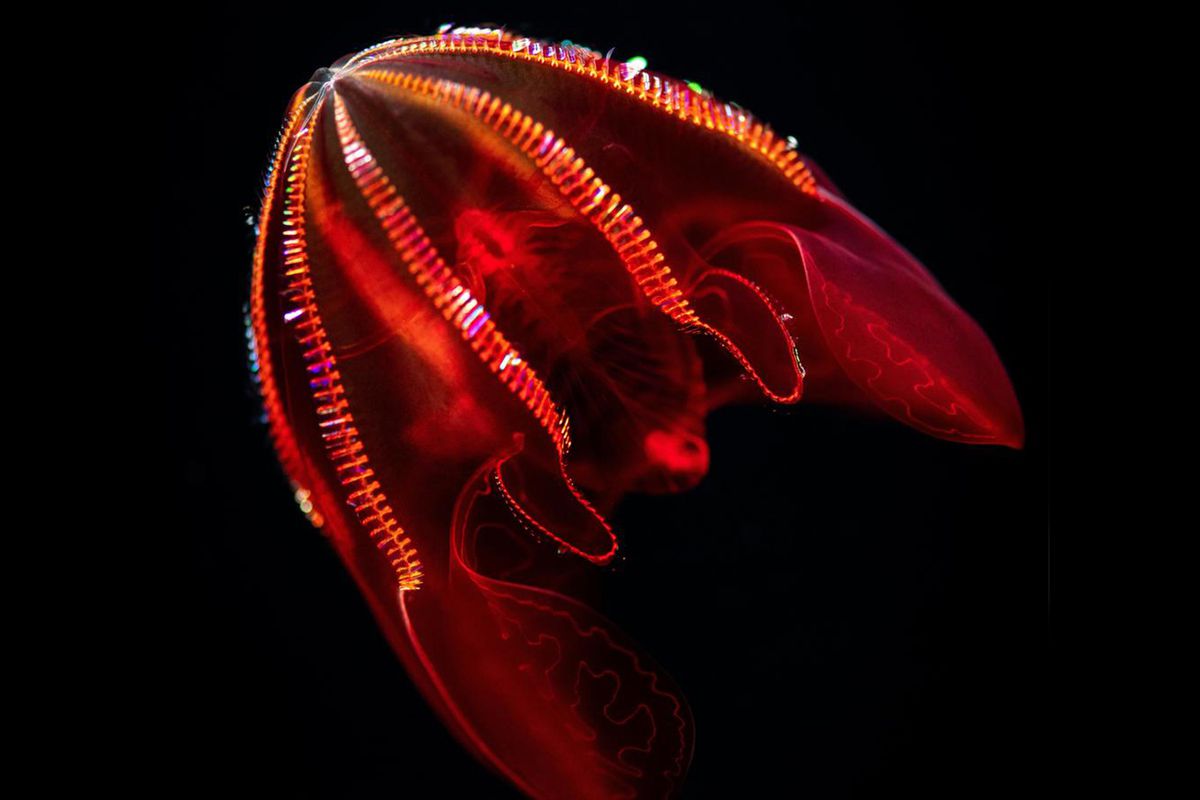 See bloody-belly comb jellies and other deep-sea species in Monterey Bay Aquarium's "Into the Deep" exhibition