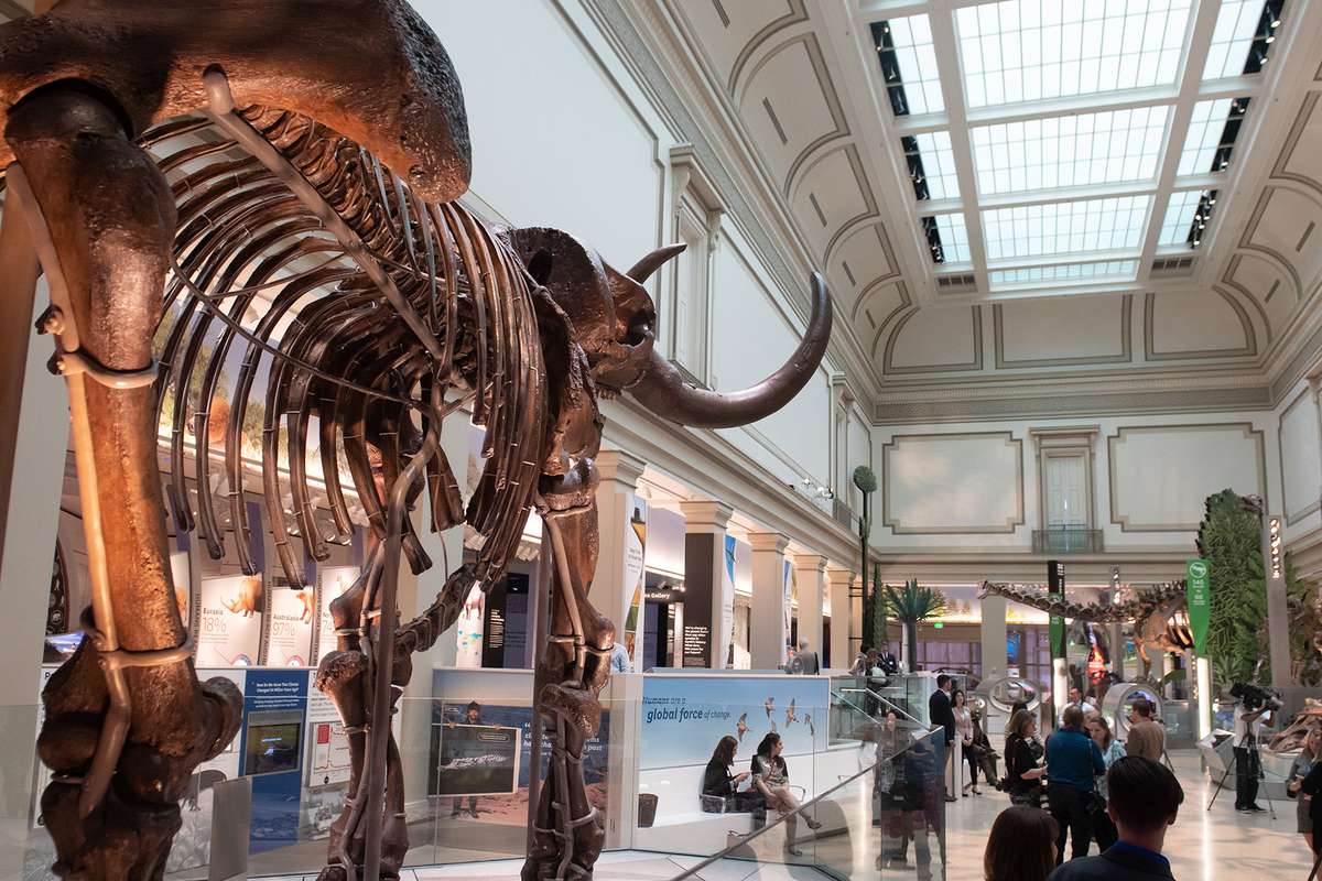 People tour the National Fossil Hall at the Smithsonian's National Museum of Natural History in Washington, DC,
