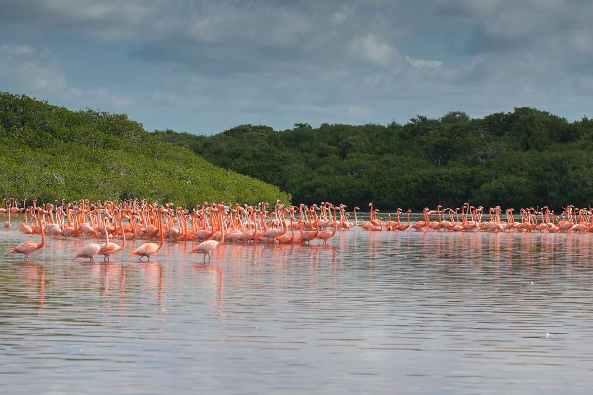 View of pink flamingos in Celestun national park, Mexico