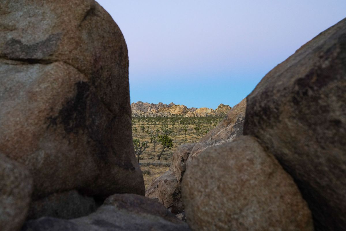 View of Joshua Tree at sunset between two boulder rocks