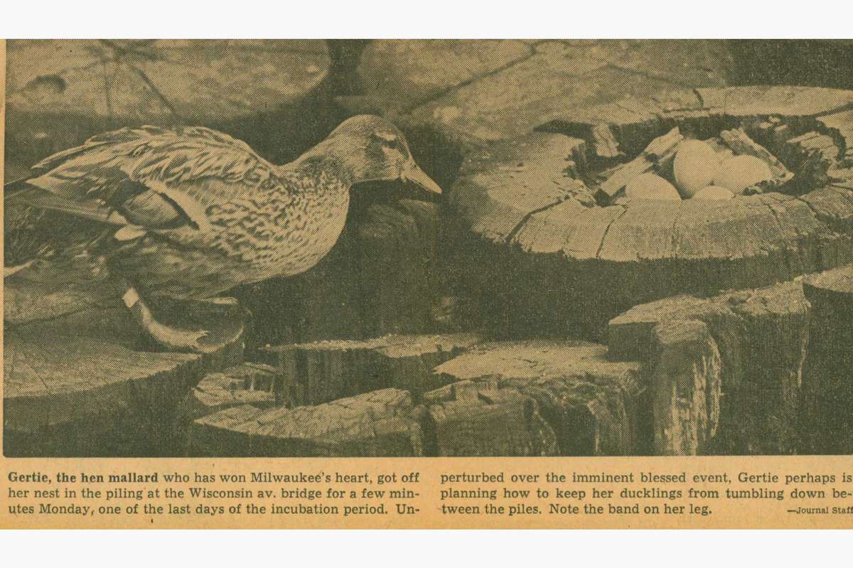 Gertie, the duck's newspaper story
