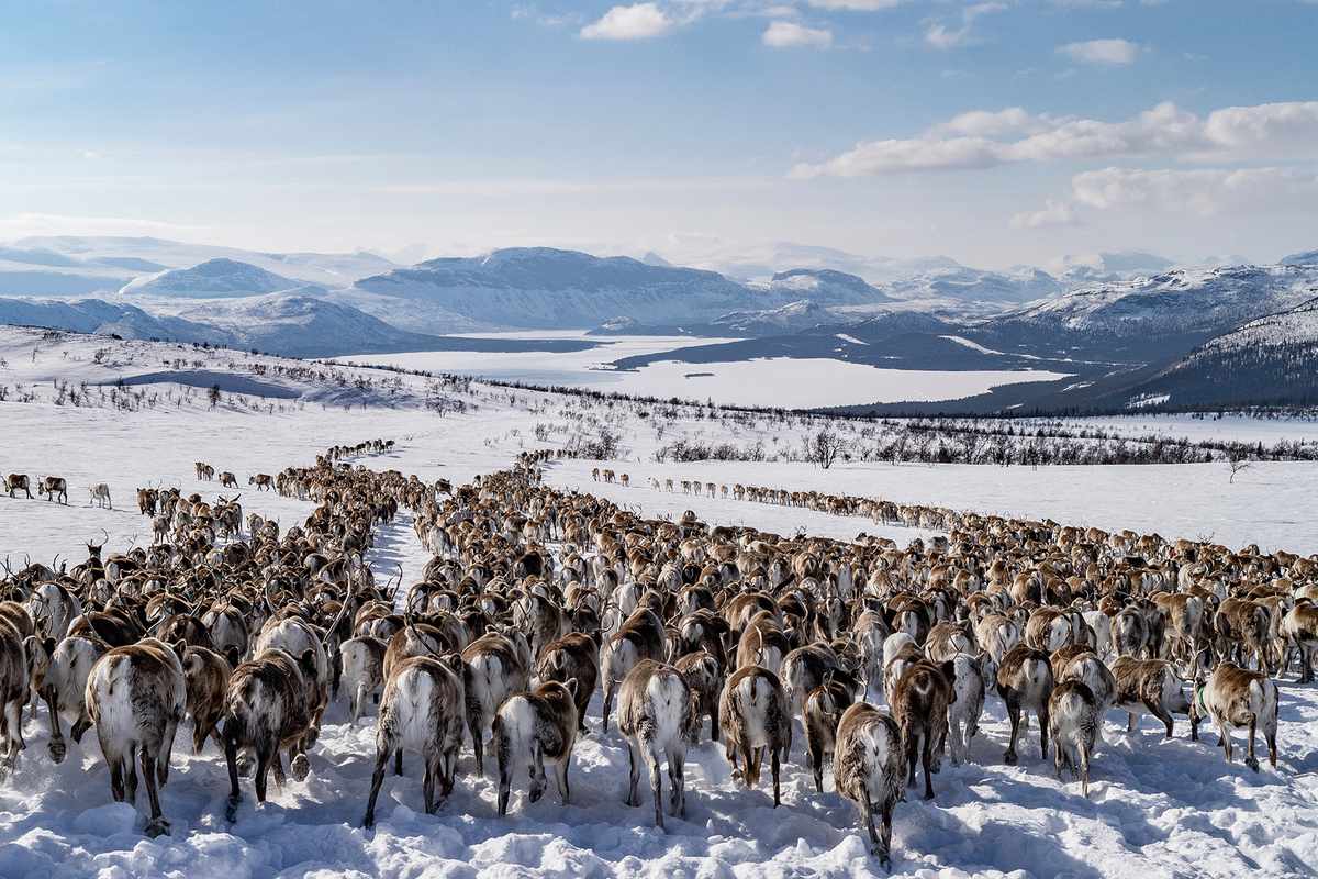 Herding reindeer in Swedish Lapland