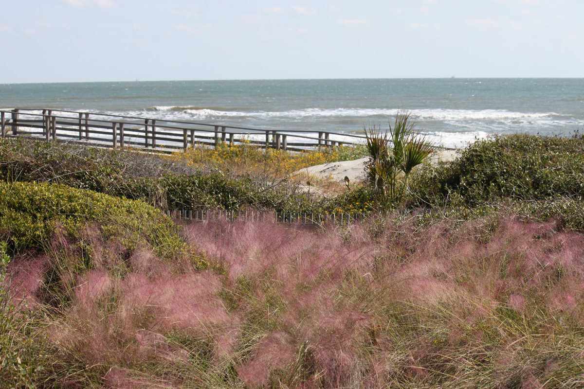Kiawah Island, South Carolina view through the pink seagrass and boardwalk to the ocean.