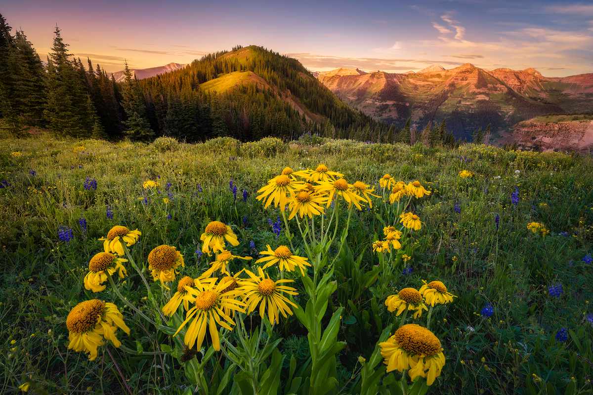 Sunflowers in a mountain meadow near Crested Butte, CO