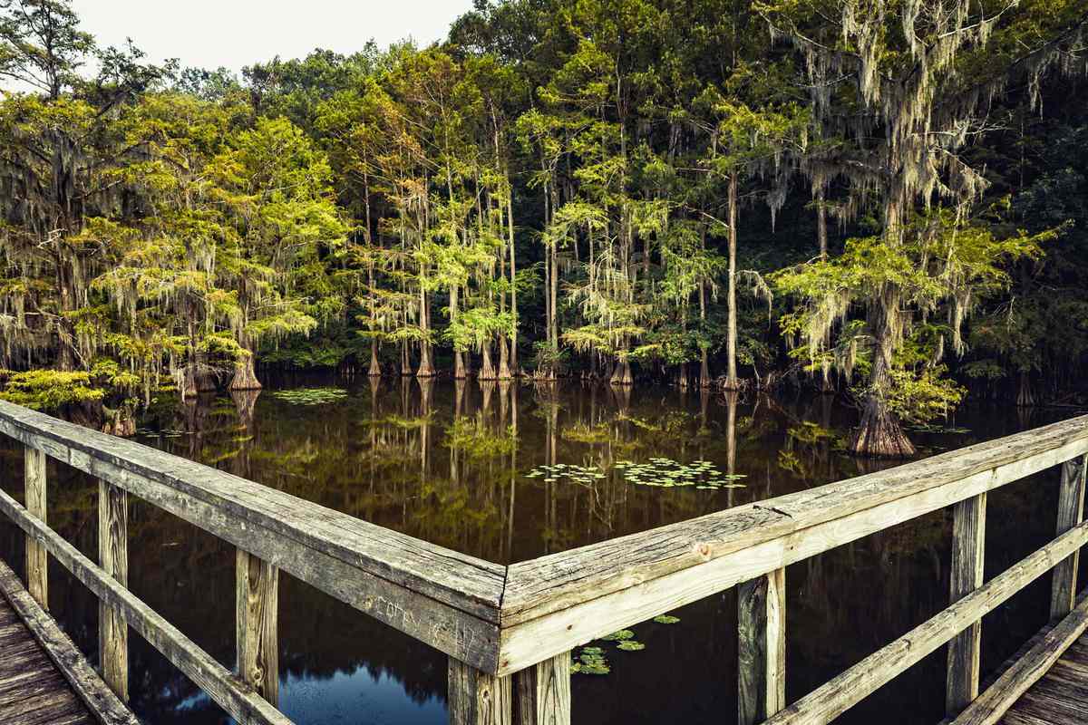 Summer mood at the Caddo Lake, Texas. Wooden bridge leading to a magical forest