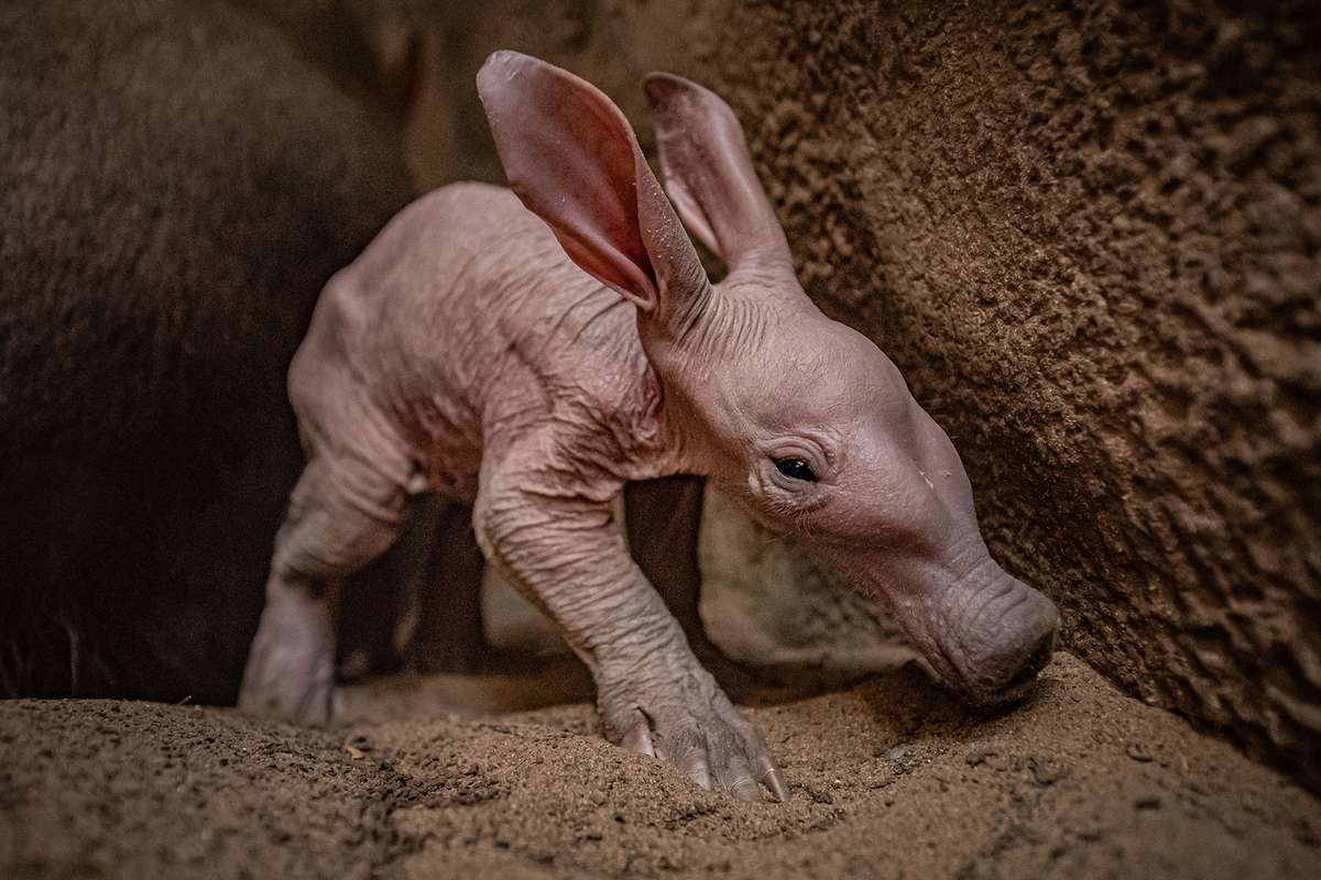 The first aardvark to ever be born at Chester Zoo, nicknamed Dobby, snuggles up with new mum Oni