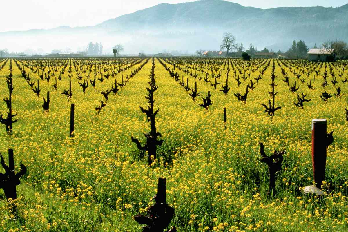 Napa Valley Vineyard in full Mustard bloom